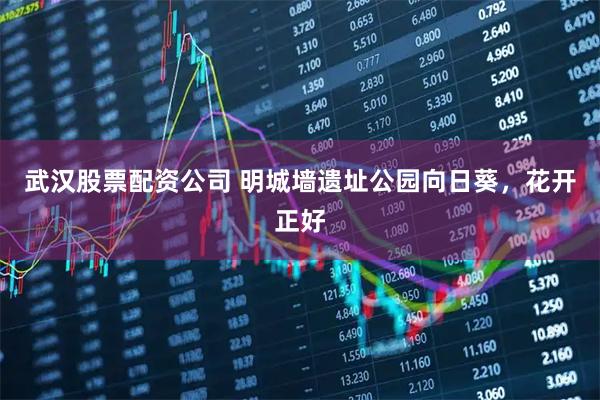 武汉股票配资公司 明城墙遗址公园向日葵,花开正好